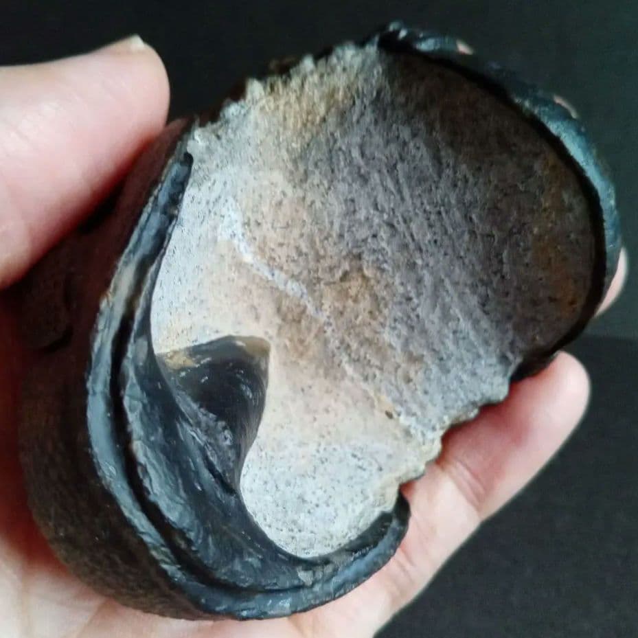 ジャイアントファコプス　超大型種　極美麗　ハイポストーマ有り　極めて希少　特級