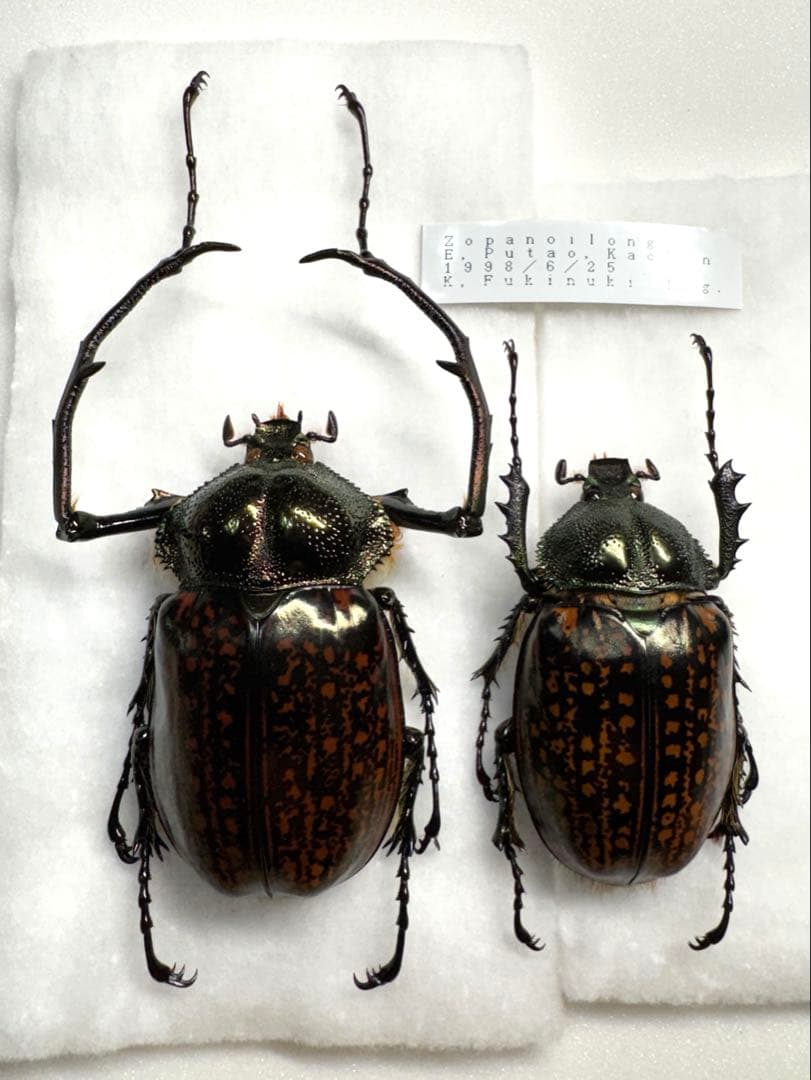 ゲストロイテナガコガネpr. Kachin産