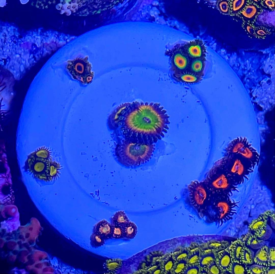 マメスナ　6種類セット