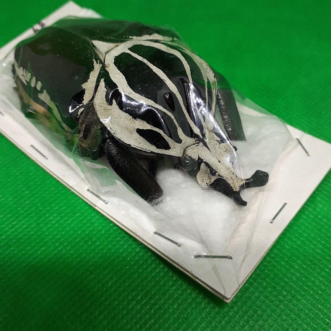 標本 Goliathus goliatus apicalis 85mm CONGO