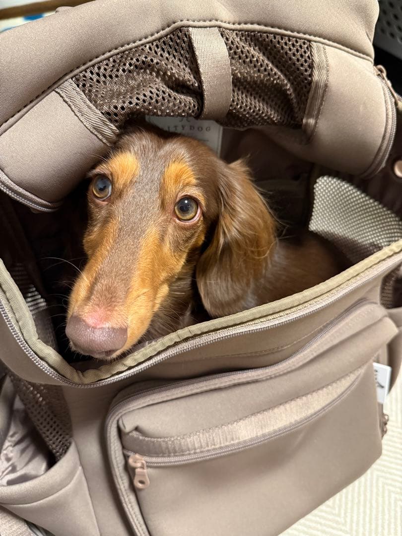 CITYDOG キャリーバッグ モカ Mサイズ