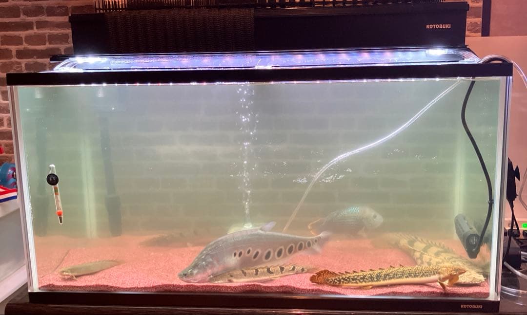 コトブキ工芸　水槽　90cm×45cm45cm 上部濾過装置　照明付き