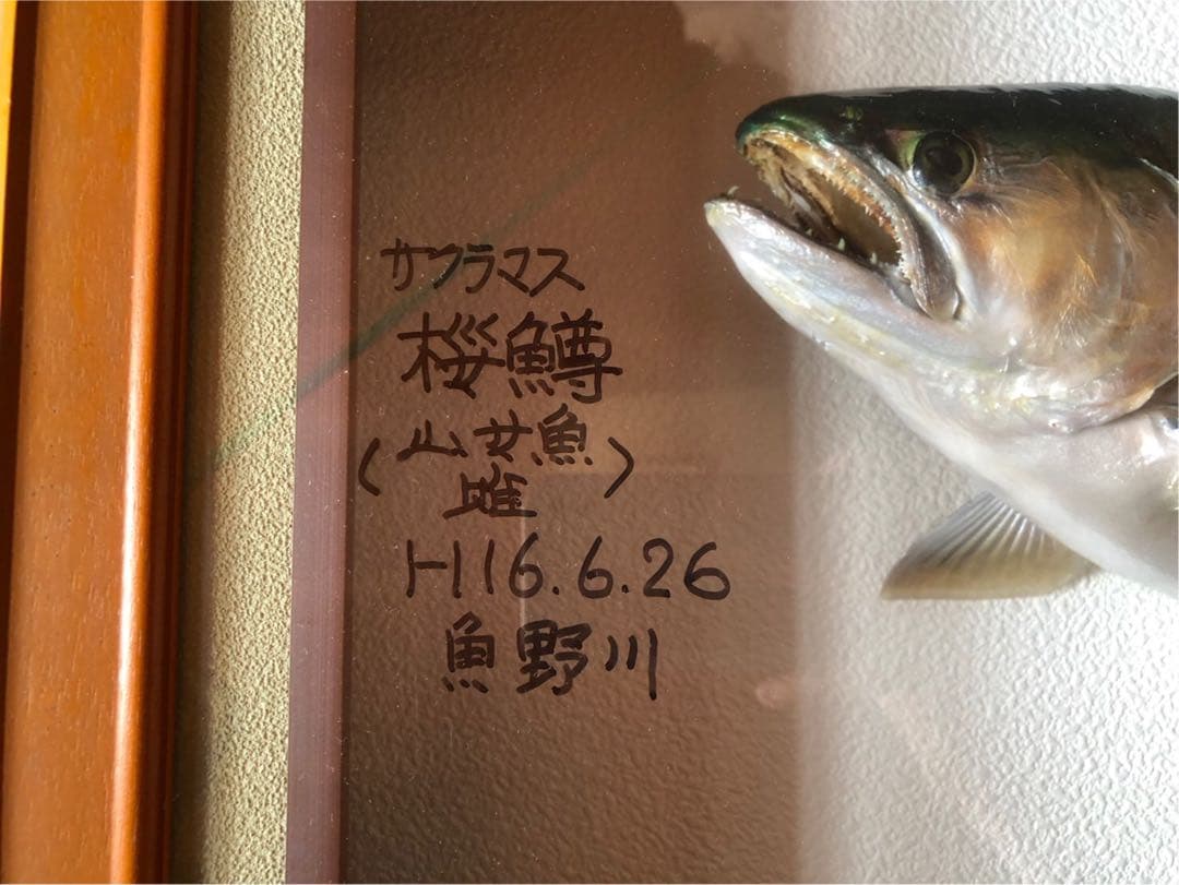 サクラマス 標本　剥製　フレーム入り