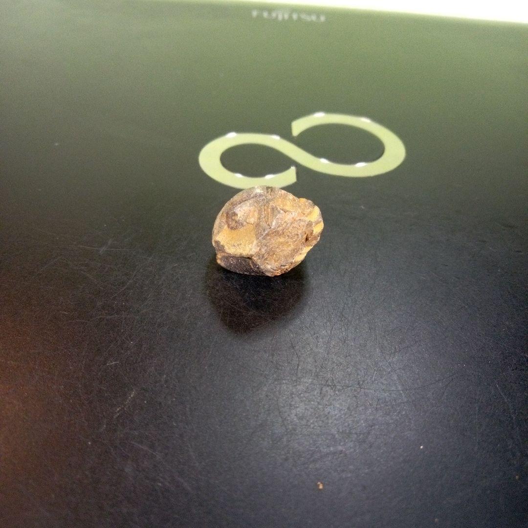 三葉虫　化石　fossil　ボリビア産　trilobite　Bolivia化石①