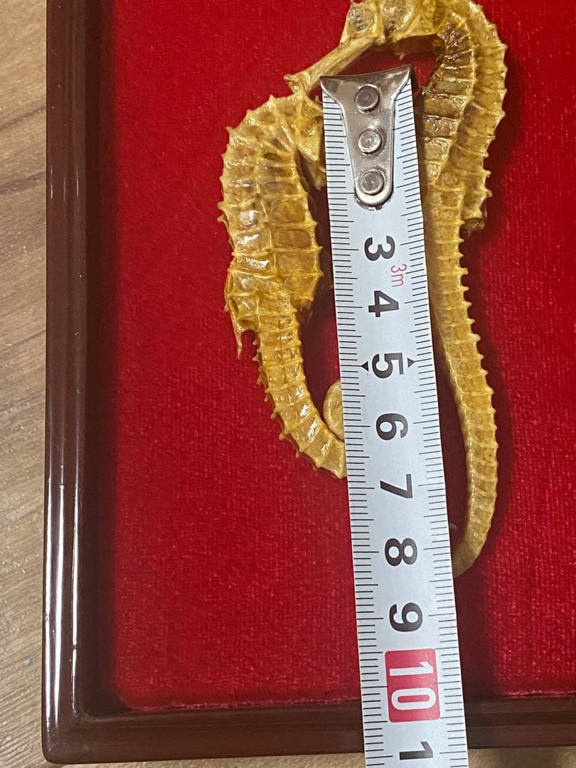 開運 縁起物 タツノオトシゴ 乾燥 標本　2セット