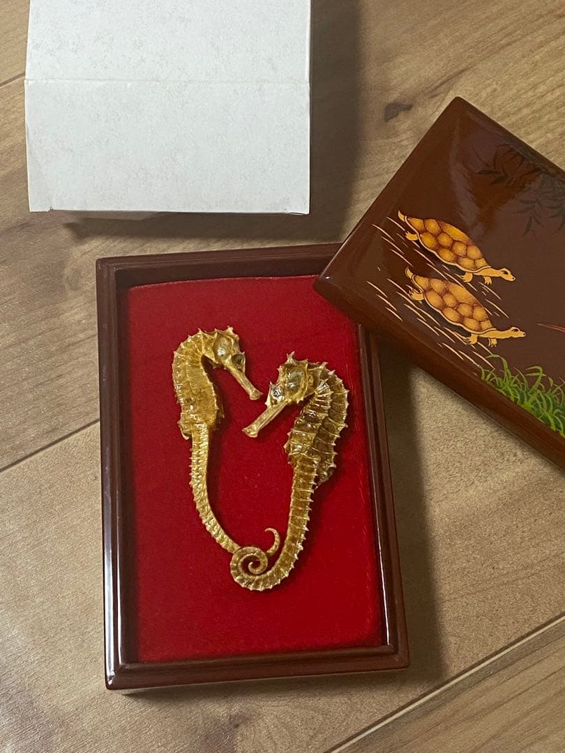 開運 縁起物 タツノオトシゴ 乾燥 標本　2セット