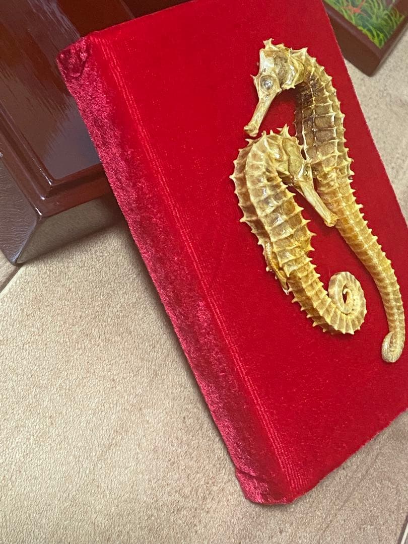 開運 縁起物 タツノオトシゴ 乾燥 標本　2セット