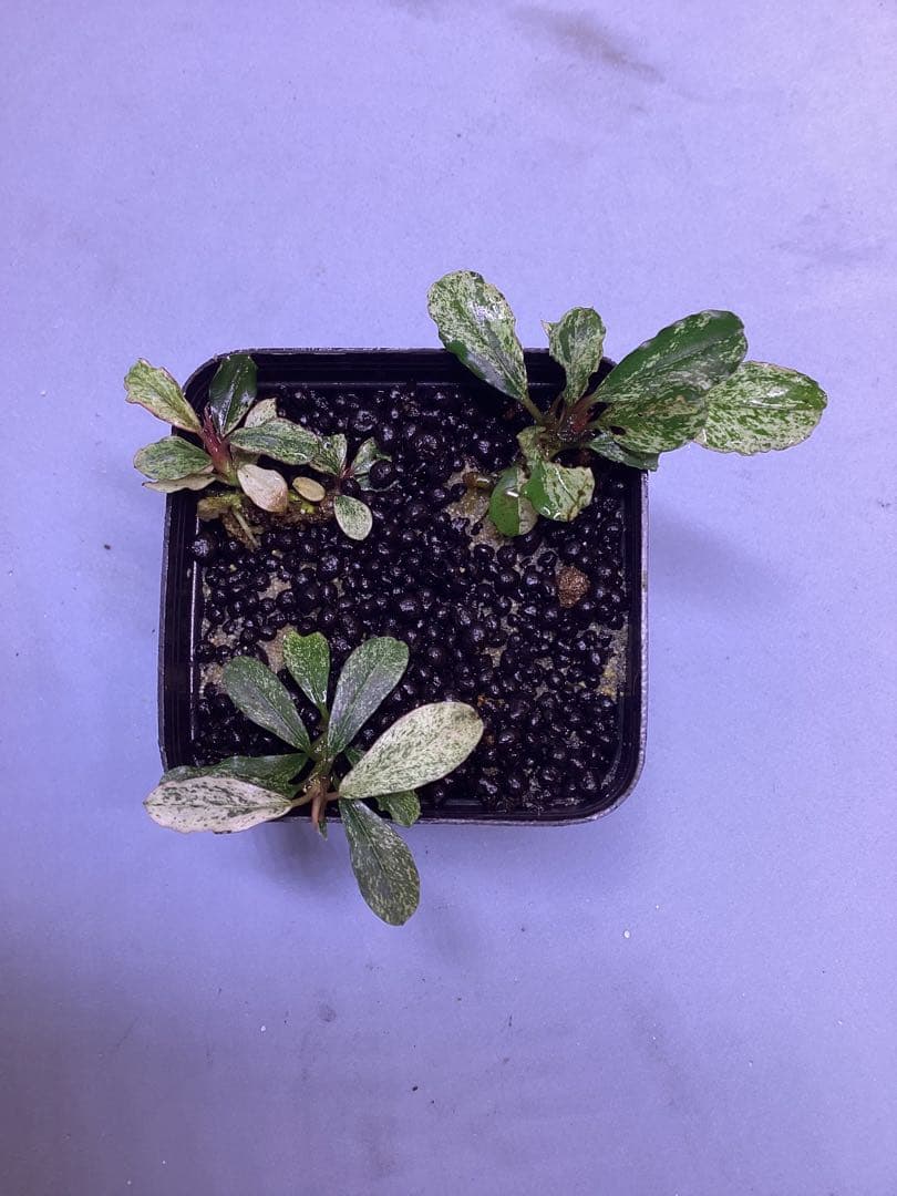 Bucephalandra sp.”varigata “