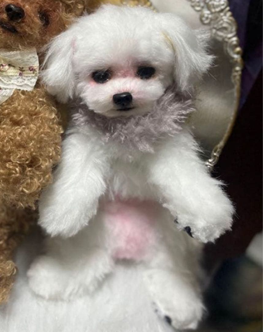 ぬいぐるみマルチーズ 専用