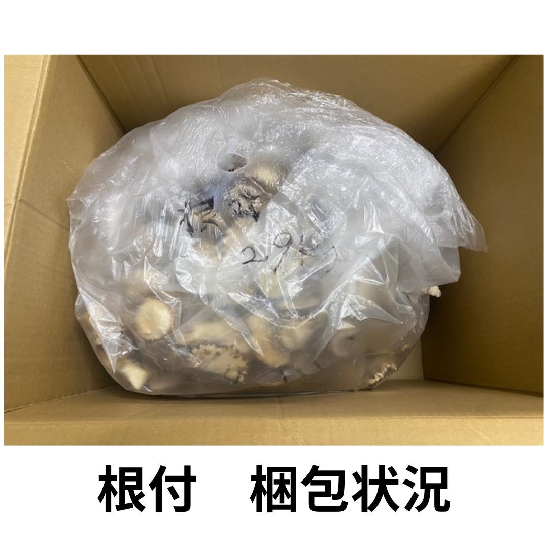 北海道産シカ角おやつ 29kg