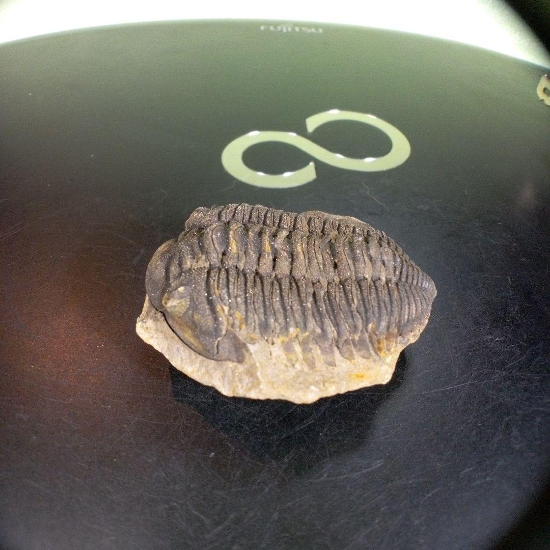 三葉虫　化石　fossil　ボリビア産　trilobite　ノジュール判別④