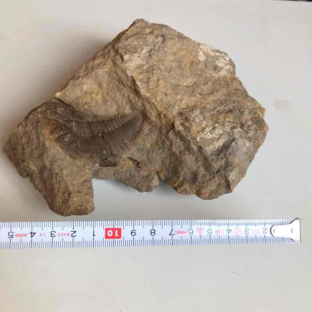 モロッコ産　三葉虫化石