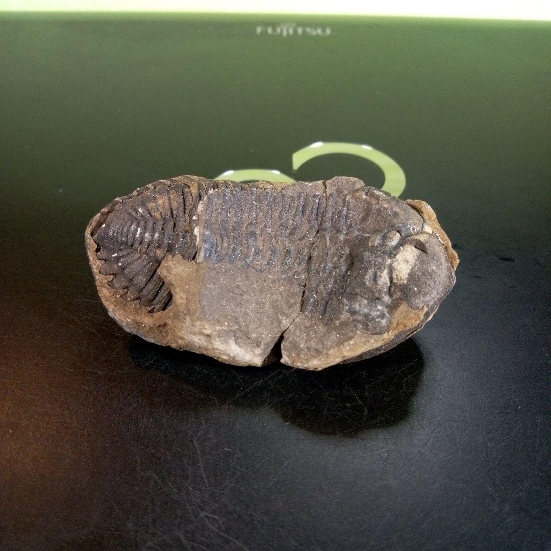 三葉虫　化石　ボリビア産　南アメリカ　trilobite　Bolivia三葉虫⑦