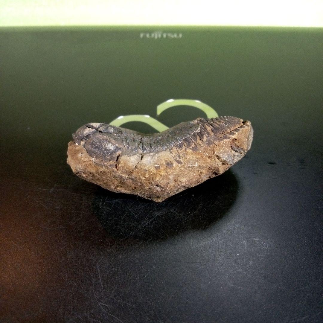 三葉虫　化石　ボリビア産　南アメリカ　trilobite　Bolivia三葉虫⑦