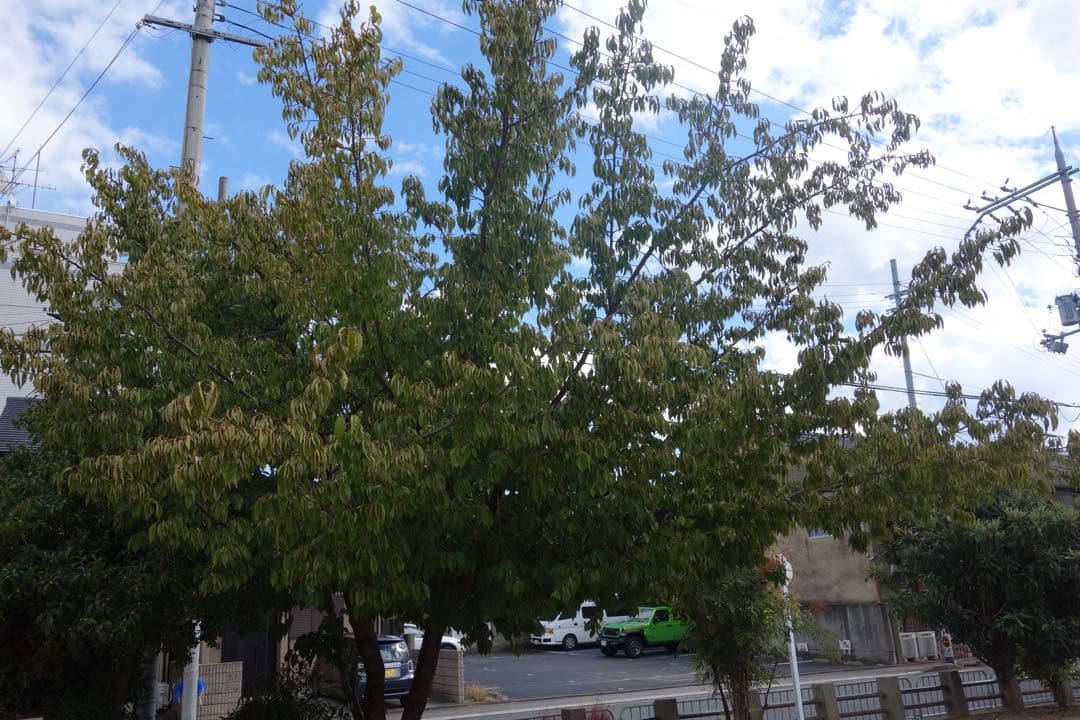 【美品✨】SONY Cyber-shot DSC-RX100 コンデジ 作例あり