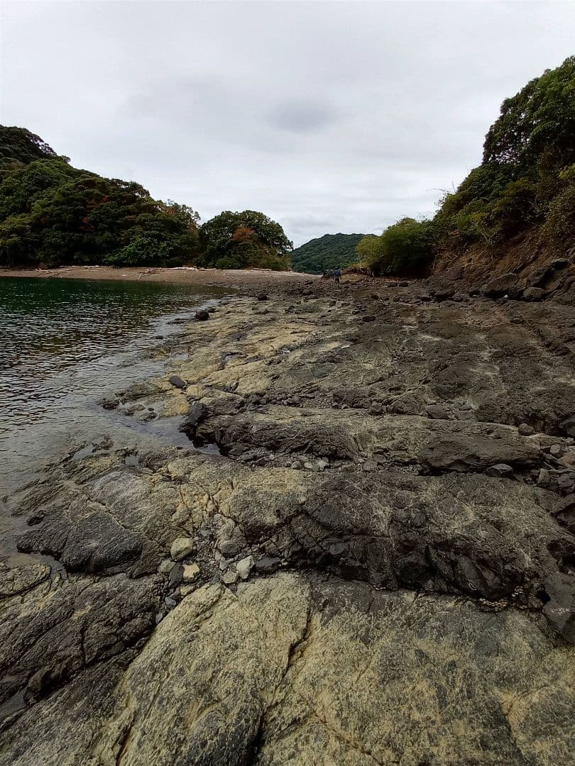 九州産　アンモナイト　ポリプチコセラス　希少