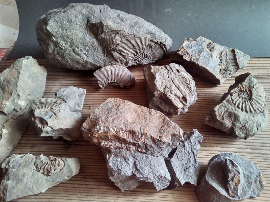 九州産　アンモナイト　ポリプチコセラス　希少