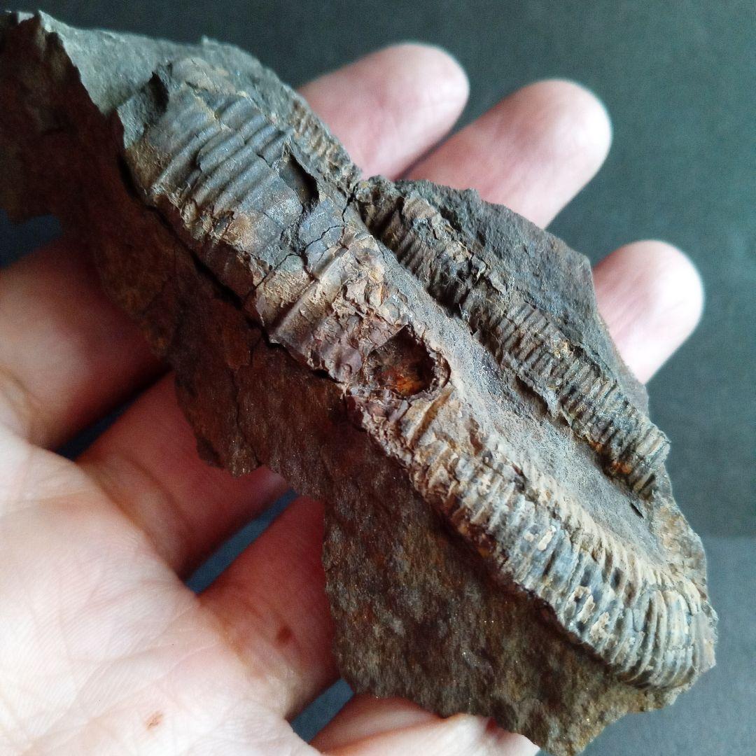 九州産　アンモナイト　ポリプチコセラス　希少