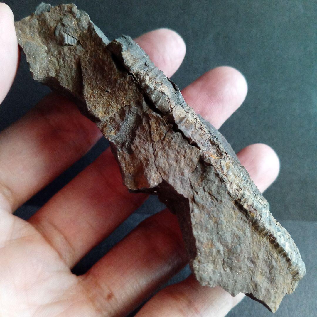 九州産　アンモナイト　ポリプチコセラス　希少