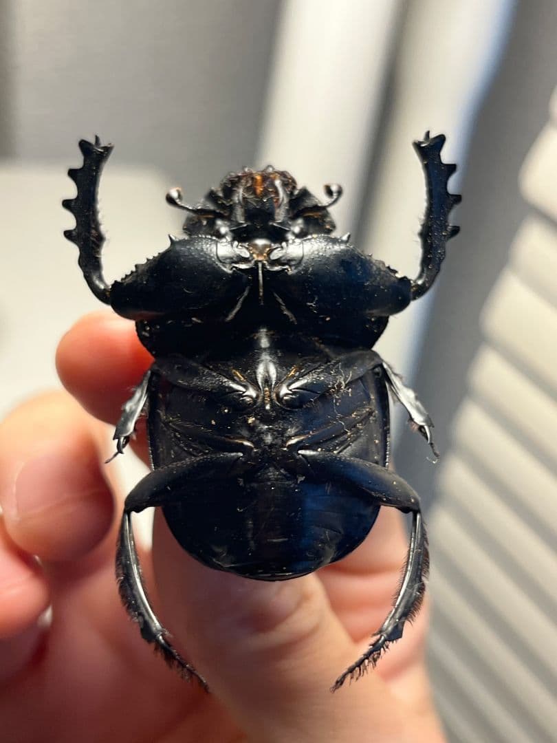 【属内2位】スネブトタマオシコガネ スカラベ糞虫フンチュウ昆虫標本