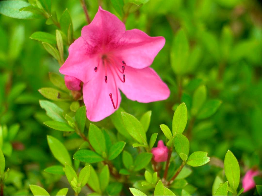 レンズ(単焦点) @G.Rodenstock Trinaranastigmat 4.5/135mm