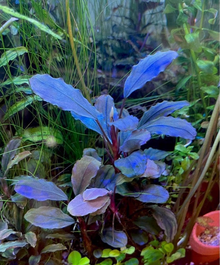 花芽付き！ブセファランドラsp.Blackghost 大株【完全水中葉】