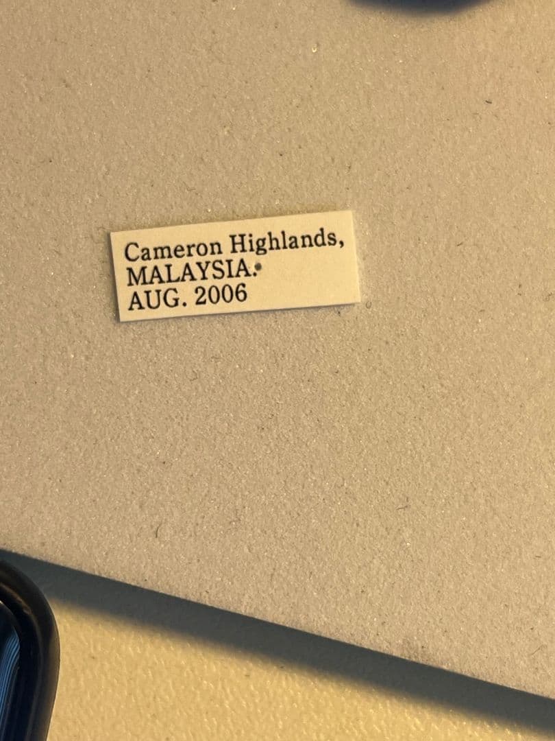 【巨大蠍標本】アジアンフォレストスコーピオン タランチュラ