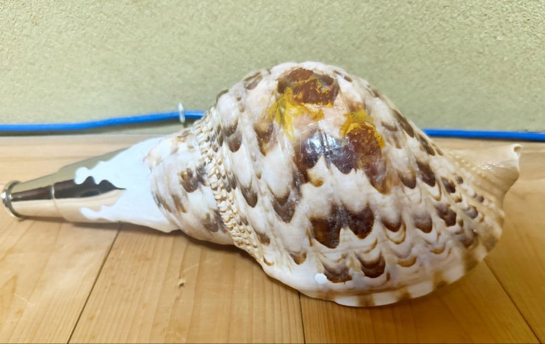 修験道法螺貝　山伏　密教　ほら貝　ホラガイ