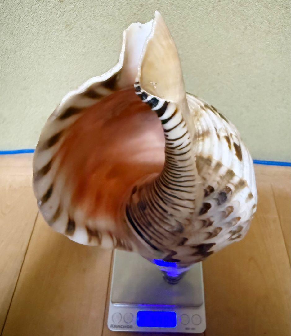 修験道法螺貝　山伏　密教　ほら貝　ホラガイ