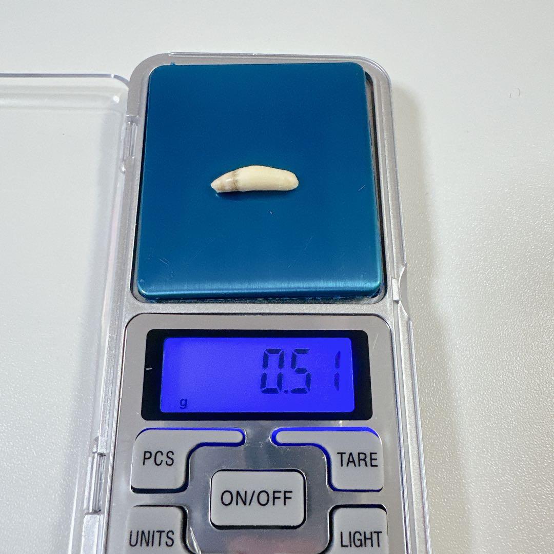 イルカの歯2本セット