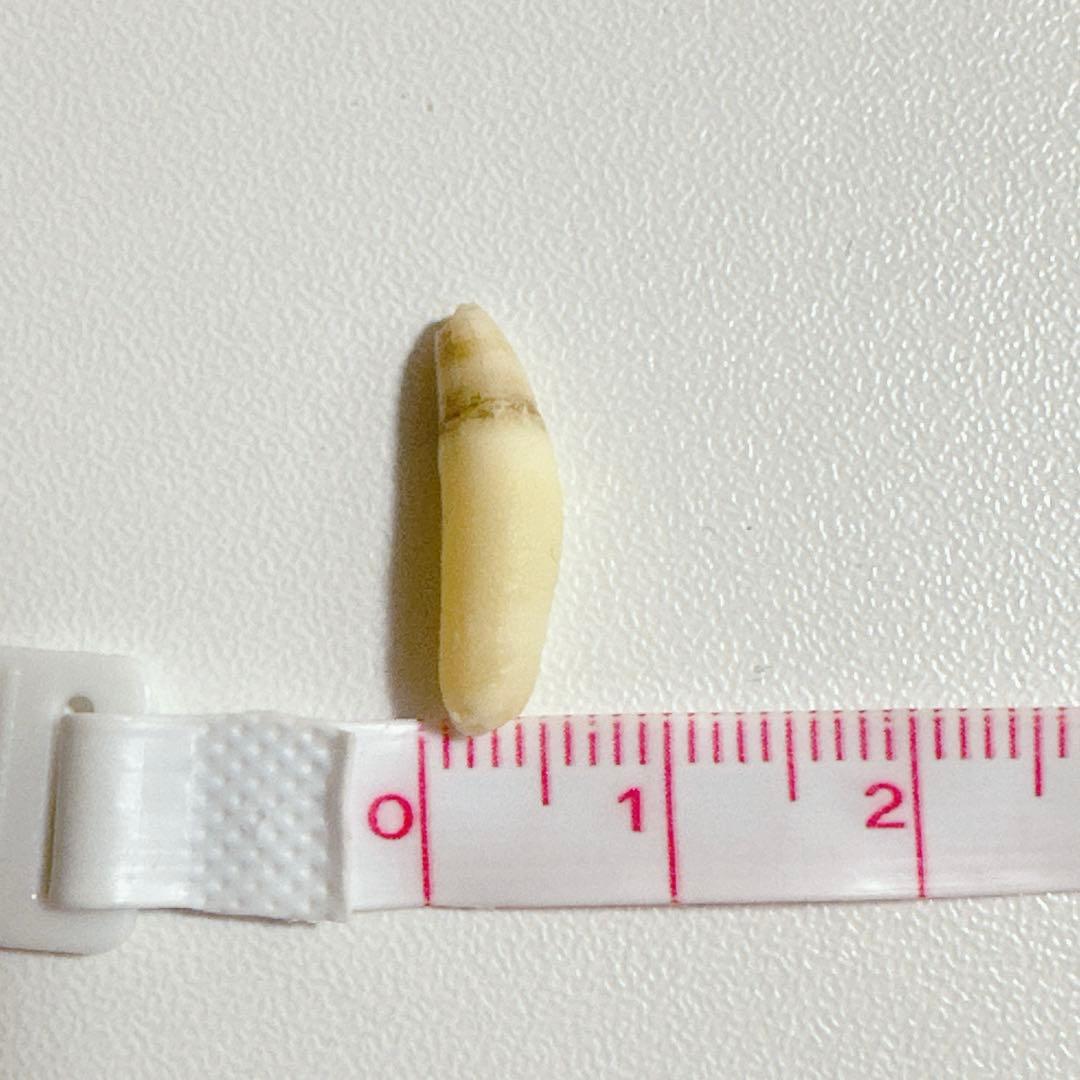イルカの歯2本セット