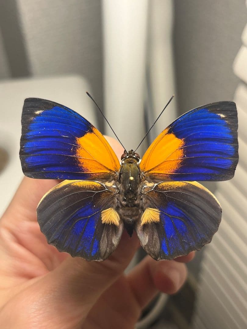 アグリアスファルキドンフルニエラ♂ ファルキドンミイロタテハ 蝶標本
