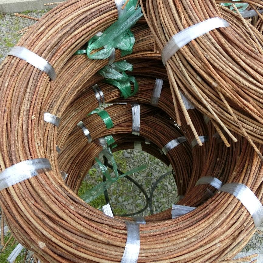 黄色いくまさん　青森岩木山採取　あけび蔓　150cm～ 15kg　2