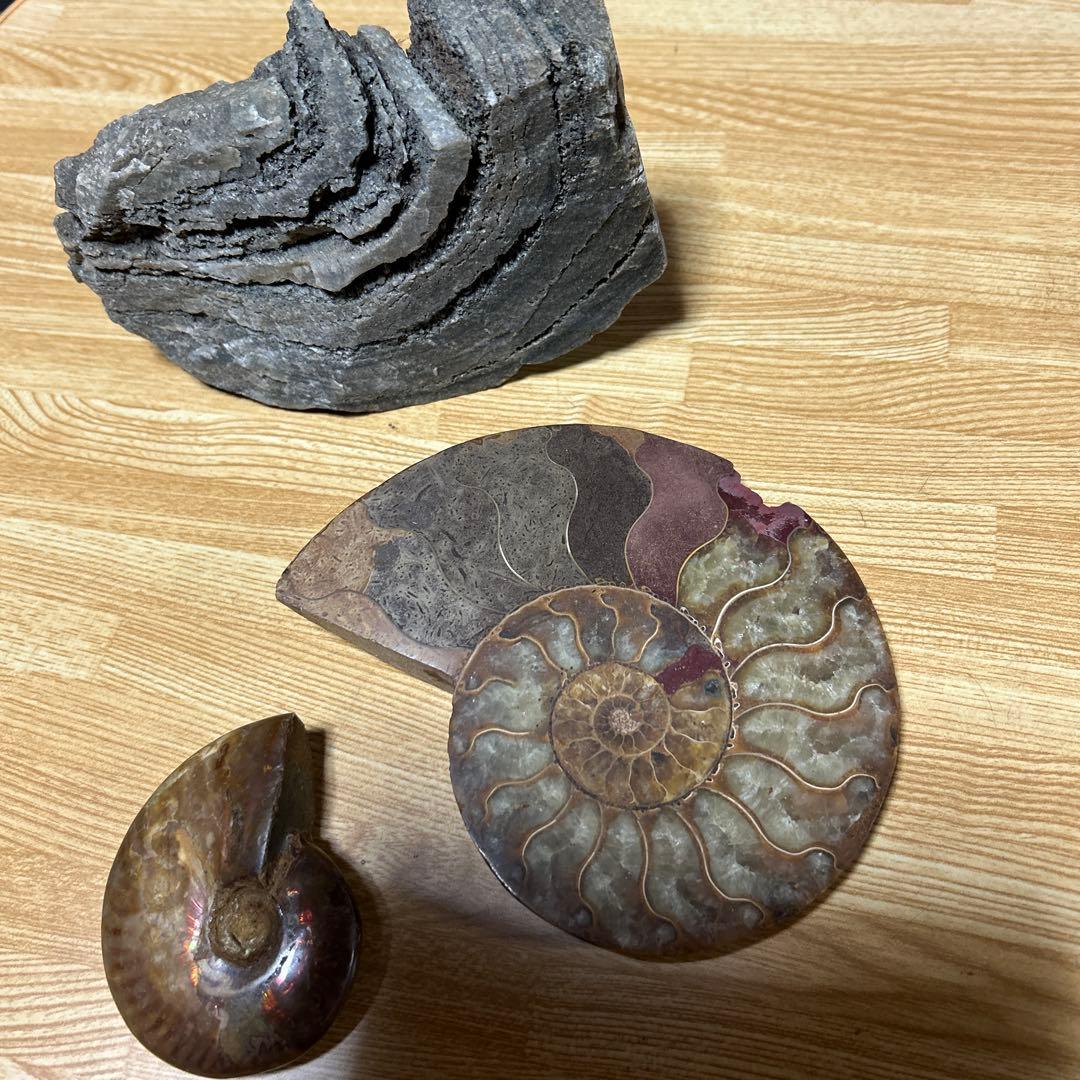 3点　化石　アンモナイト　等