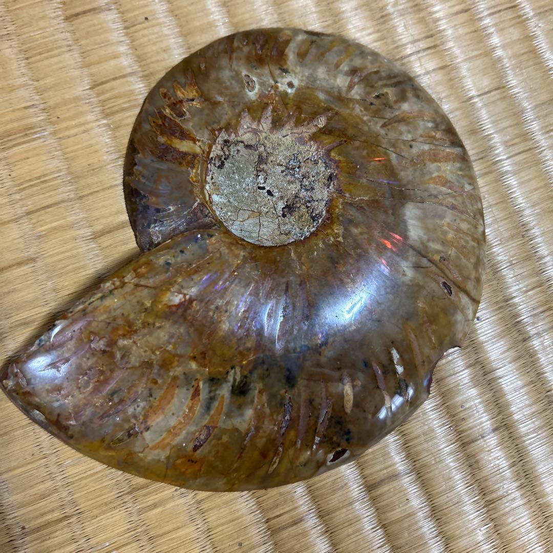 3点　化石　アンモナイト　等