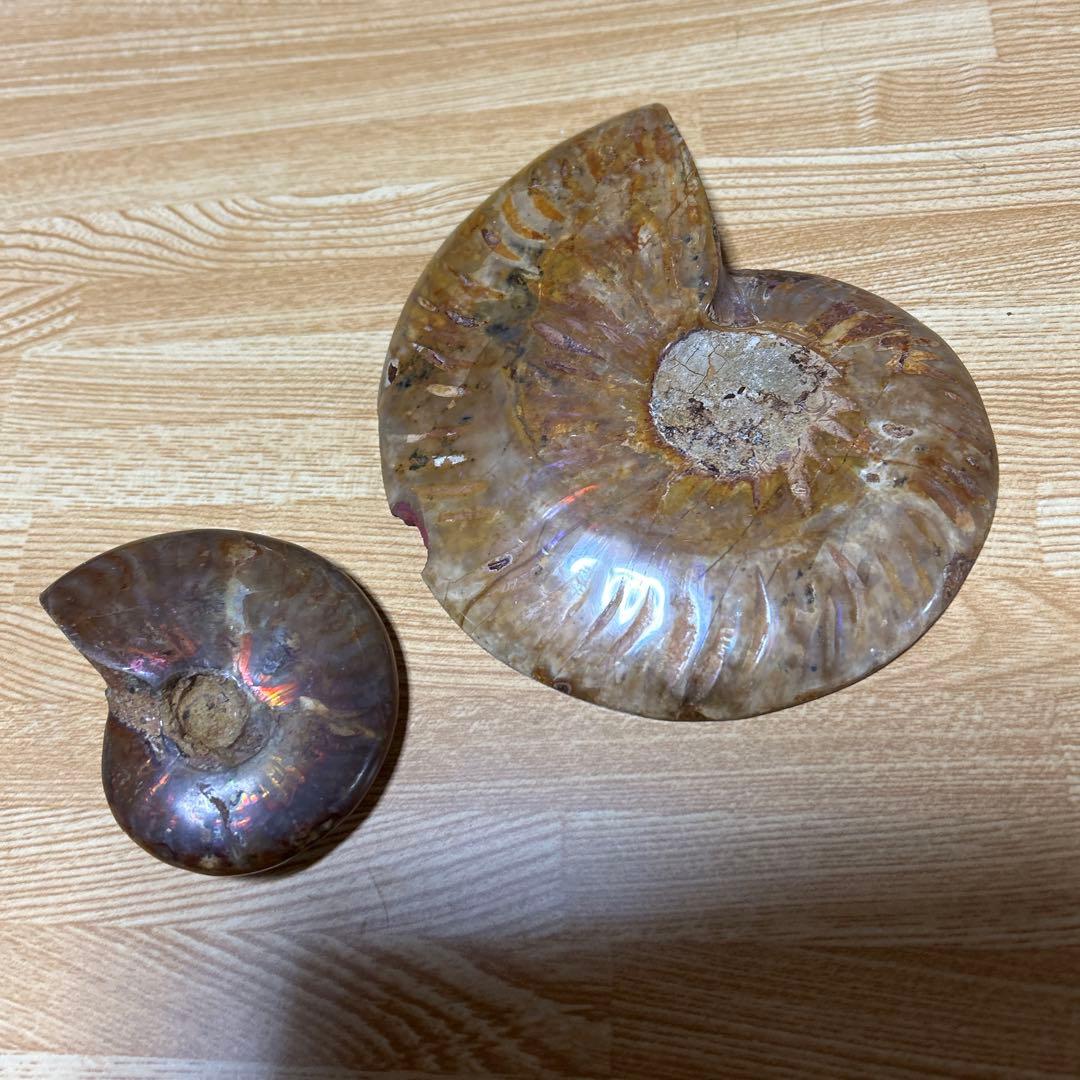 3点　化石　アンモナイト　等