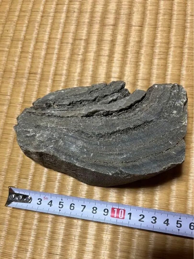 3点　化石　アンモナイト　等