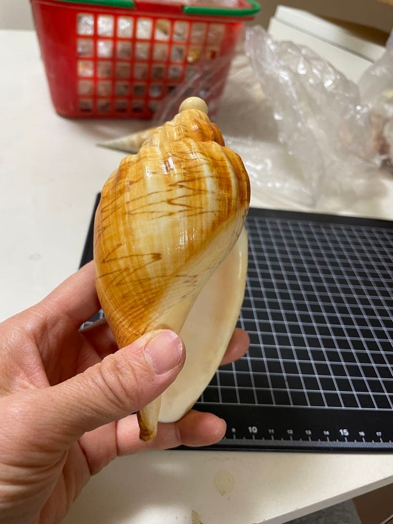 ダンシャクボラ　貝殻　標本