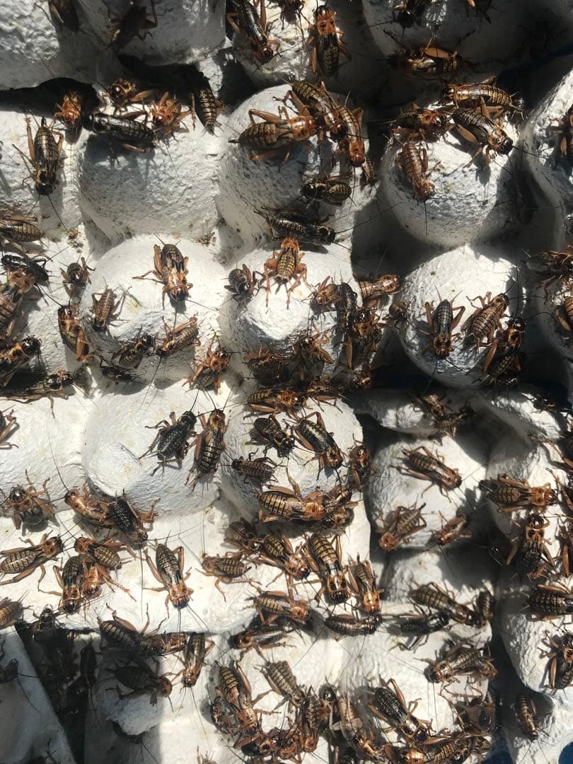 ★ 合鴨なつお君商品★冷凍コオロギ1kg M・Lサイズ　フタホシコオロギ