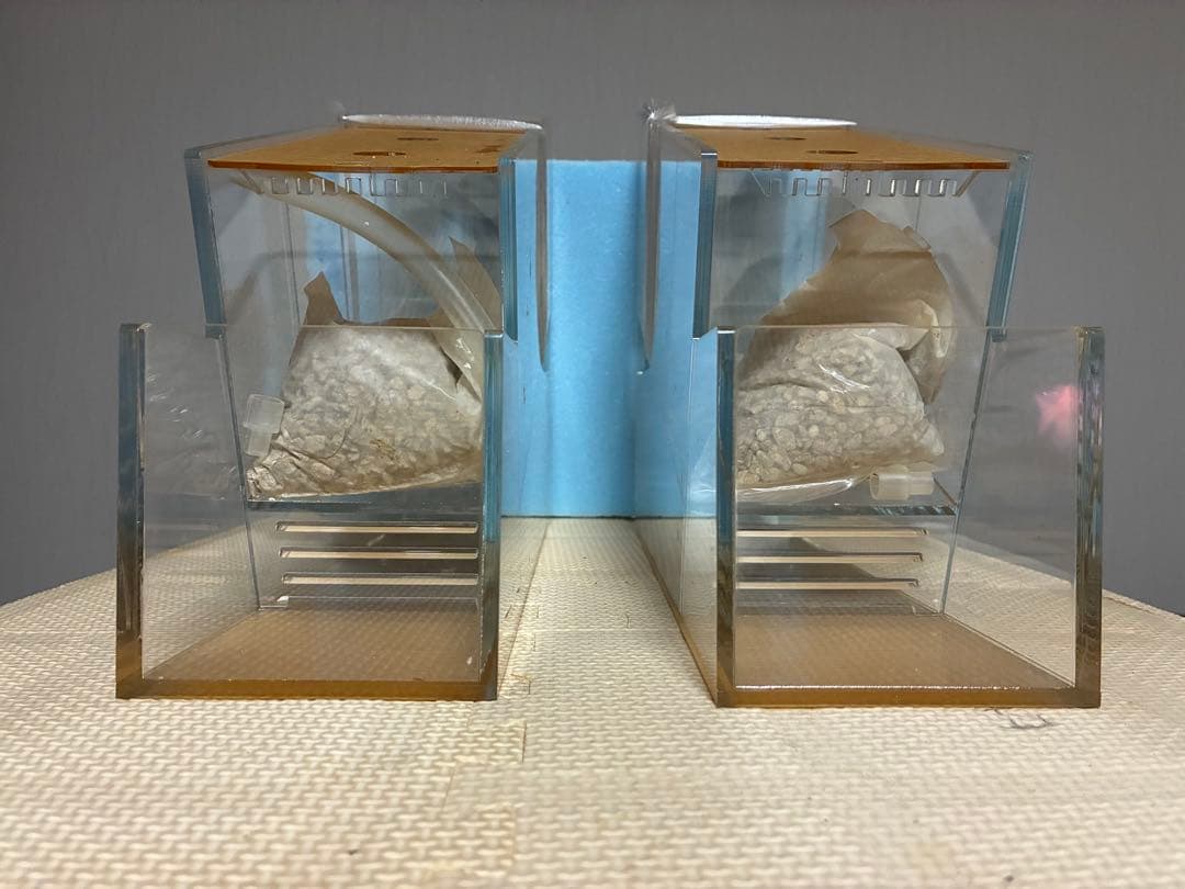 2個セット⭐︎新品完品⭐︎ベタマンション　アクリル水槽