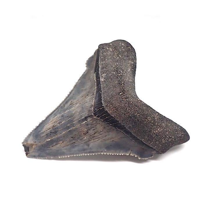 【アメリカ産】メガロドンの歯の化石