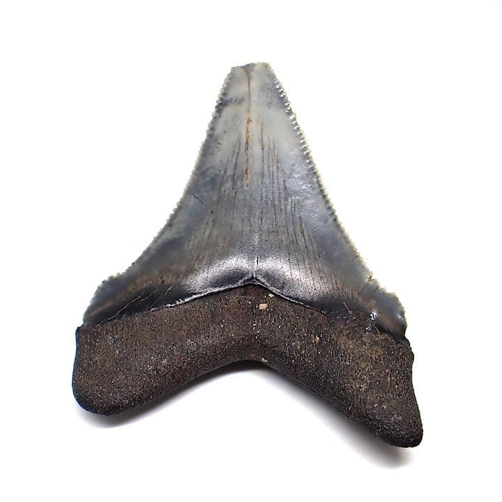 【アメリカ産】メガロドンの歯の化石