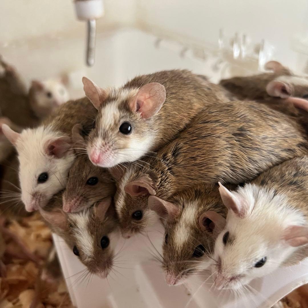 冷凍ヤワゲネズミ 約50～75ｇ 25匹