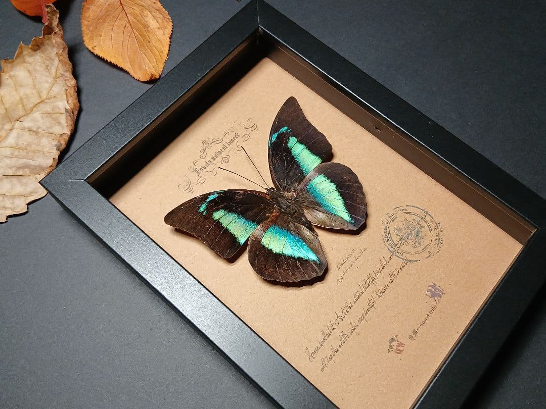 昆虫標本アート｜一点物・オリジナル作品
