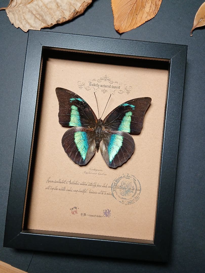 昆虫標本アート｜一点物・オリジナル作品