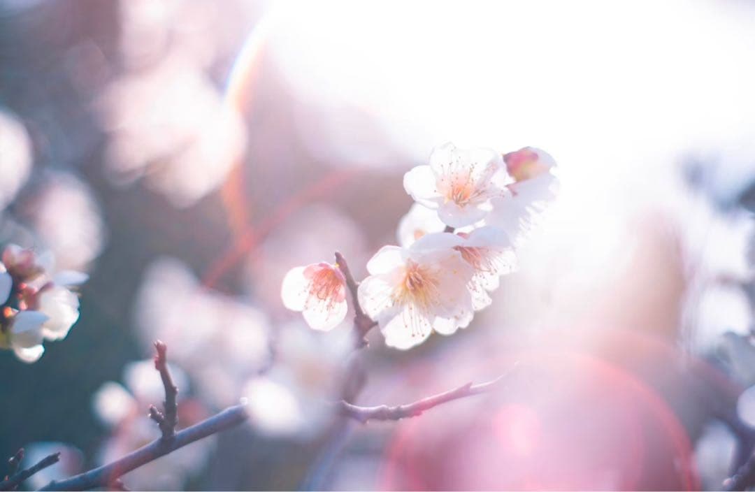 【美品】Super Takumar 55mm f1.8 前期型　m42マウント