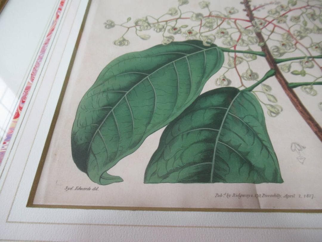 三越発売 定価5.8万◆1817年 英国 Edwards筆 ボタニカルアート