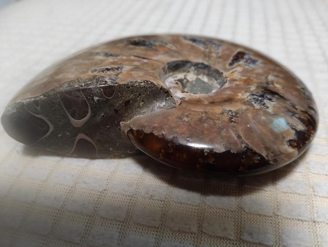 化石 アンモナイト オパール化 遊色 レインボー３点 9800an0814