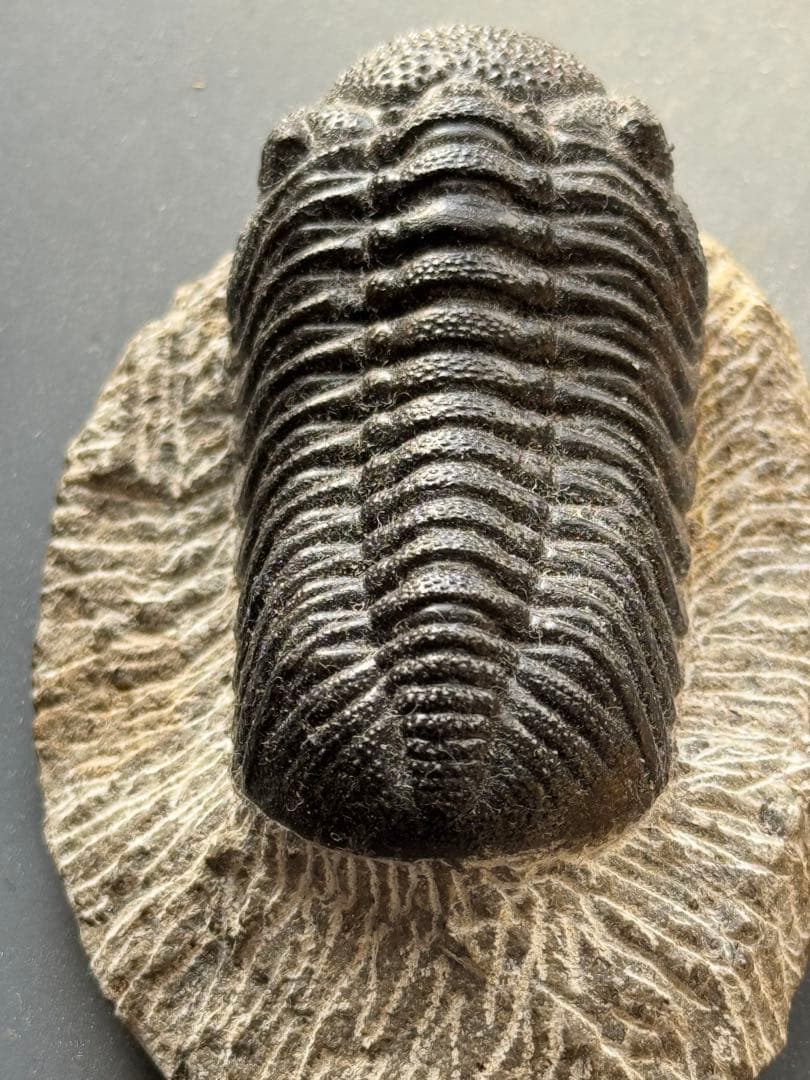 三葉虫 トリロバイト化石