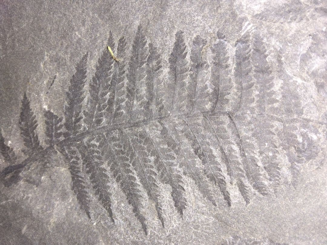 福島県産　シダ化石　大型標本　植物化石　美品